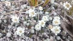 Leucogenes grandiceps