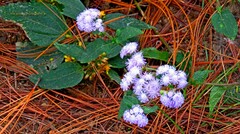Ageratum houstonianum