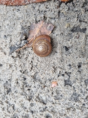 Sauroconcha jervisensis