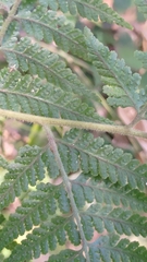 Microlepia speluncae