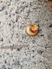 Sauroconcha jervisensis