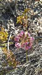Alstroemeria revoluta