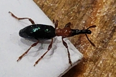 Cylas formicarius