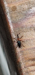 Cylas formicarius