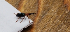 Cylas formicarius