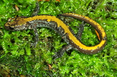 Plethodon idahoensis