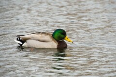 Anas platyrhynchos