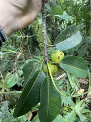 Ficus insipida