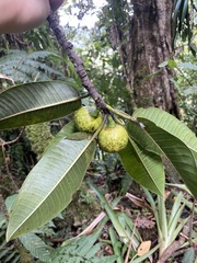 Ficus insipida