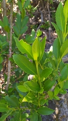 Laurelia sempervirens