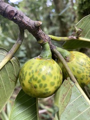 Ficus insipida