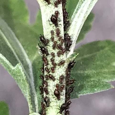 chrysanthemum aphid