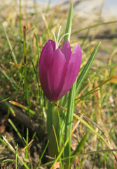 Olsynium douglasii