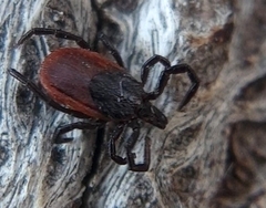 Ixodes pacificus
