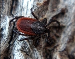 Ixodes pacificus