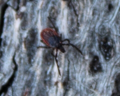 Ixodes pacificus