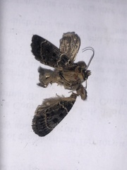 Proteuxoa sanguinipuncta
