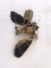 Proteuxoa sanguinipuncta