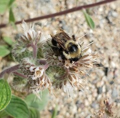 Bombus bifarius
