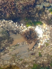 Holothuria cinerascens