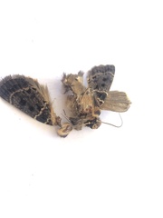 Proteuxoa sanguinipuncta
