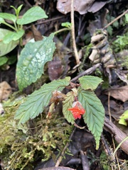 Begonia urticae