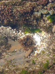 Holothuria cinerascens