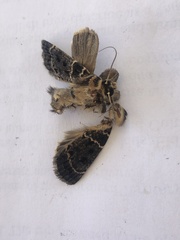 Proteuxoa sanguinipuncta