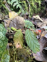 Begonia urticae