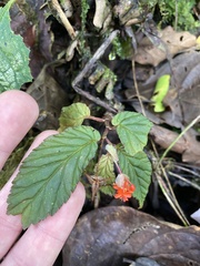 Begonia urticae
