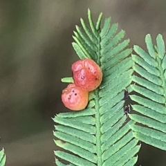 Austroacacidiplosis botrycephalae