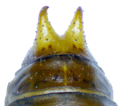 Penthe obliquata
