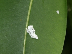 Eucalyptolyma maideni