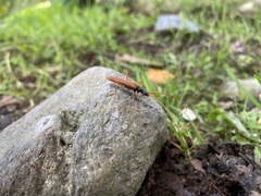 Cerambycoidea