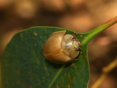 Paropsisterna crocata