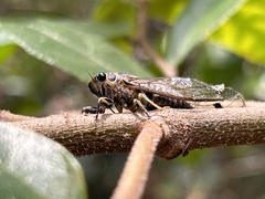 Galanga labeculata