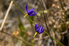 Conanthera bifolia