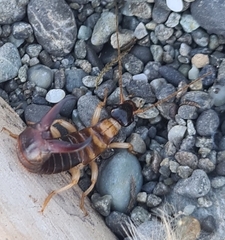 Anisolabis littorea