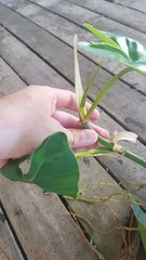 Philodendron quinquenervium