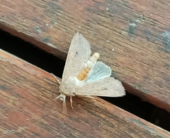 Mythimna convecta