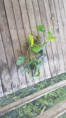 Philodendron quinquenervium