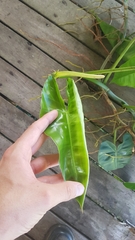 Philodendron quinquenervium