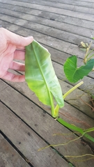 Philodendron quinquenervium