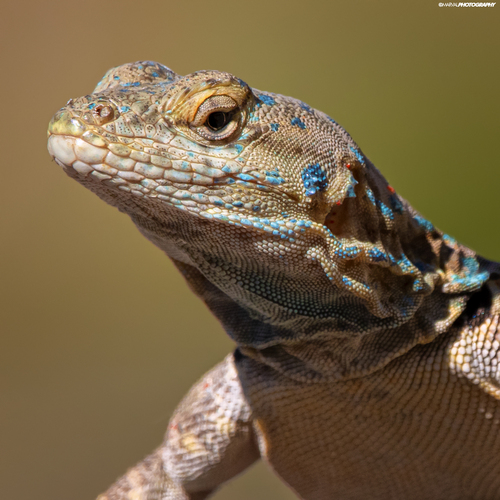 Shortnose Rock Lizard, Petrosaurus repens
