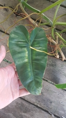 Philodendron quinquenervium