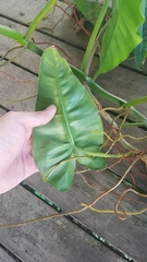 Philodendron quinquenervium