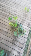 Philodendron quinquenervium