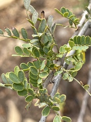 Vachellia farnesiana