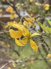 Vachellia farnesiana
