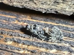 Gymnandrosoma punctidiscanum